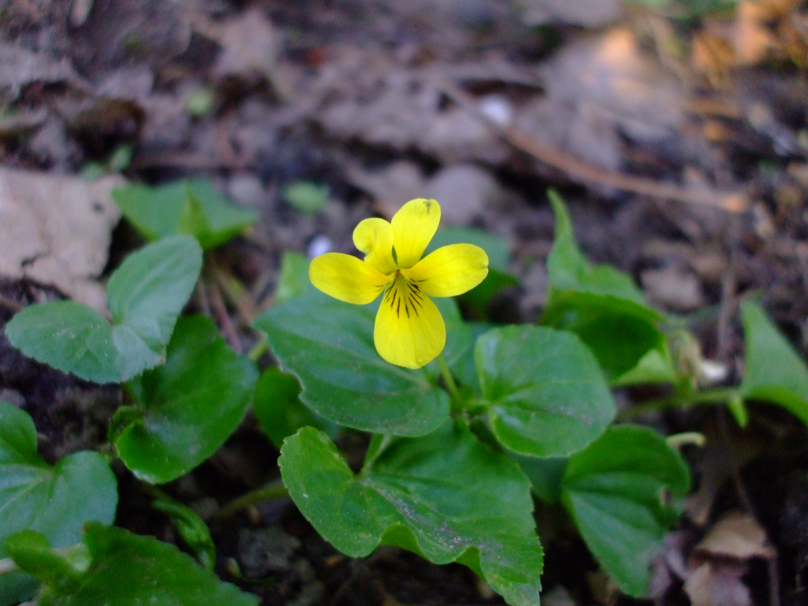 Viola glabella
